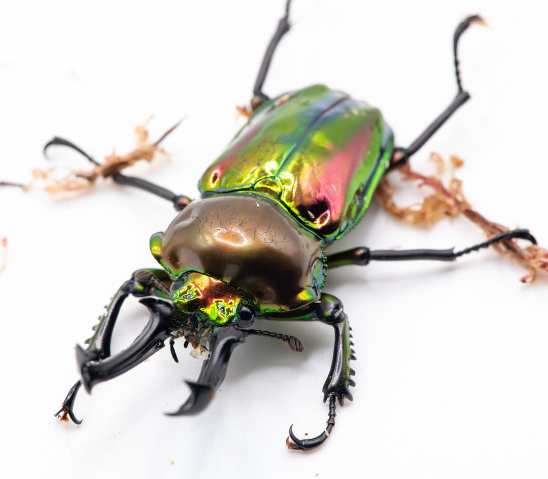 Colorful beetle on a white background