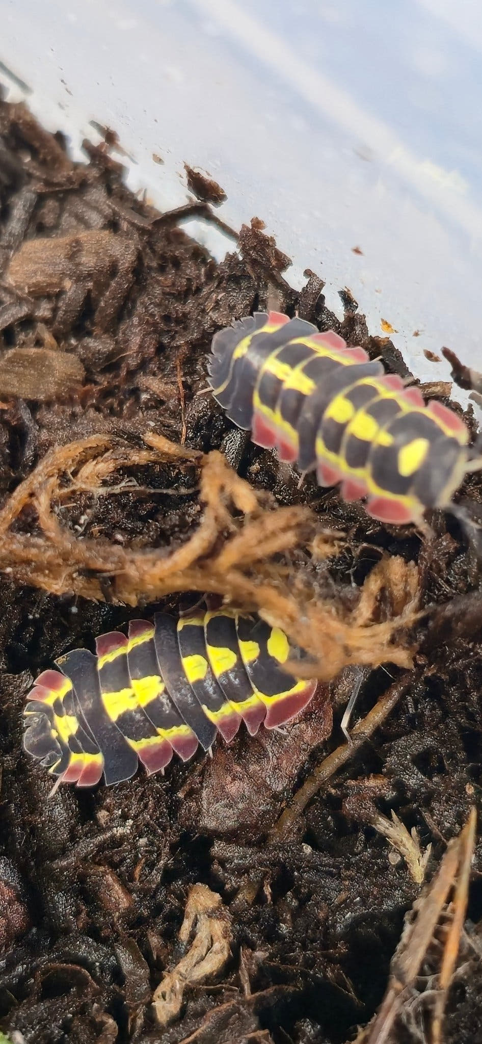 Red Diablo Isopods (Ardentiella sp.)