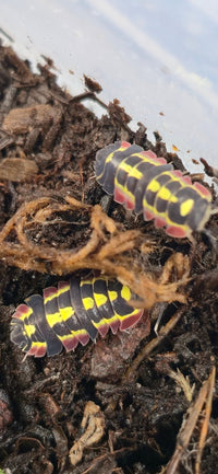 Red Diablo Isopods (Ardentiella sp.) - Isopods For Sale UK I PostPods