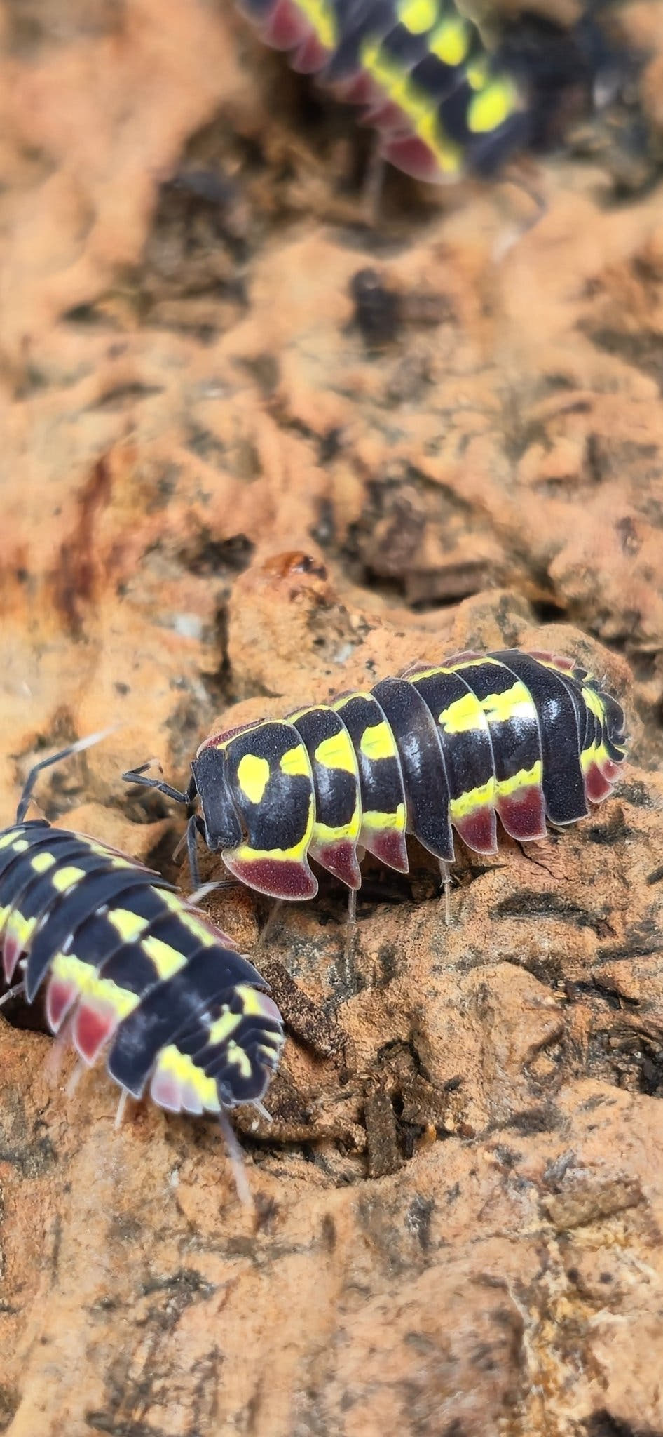 Red Diablo Isopods (Ardentiella sp.)