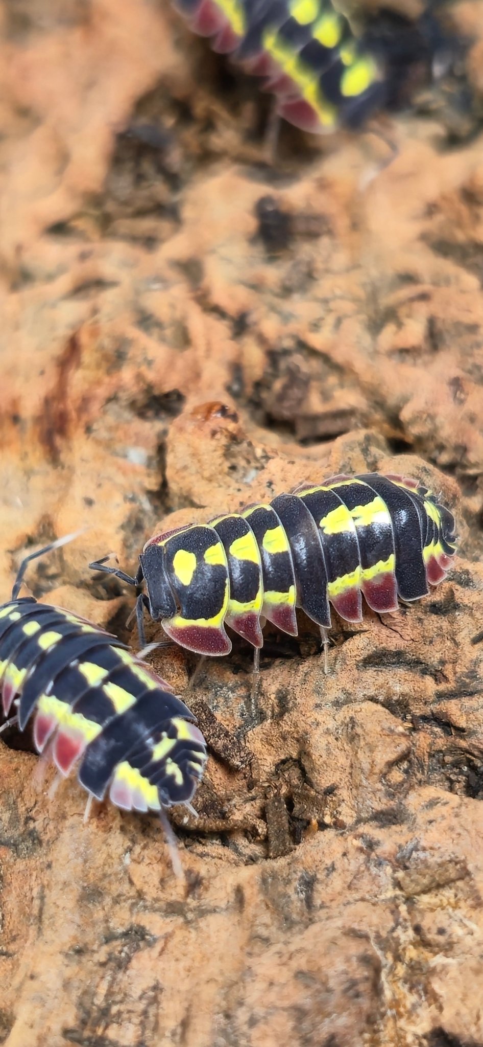 Red Diablo Isopods (Ardentiella sp.) - Isopods For Sale UK I PostPods