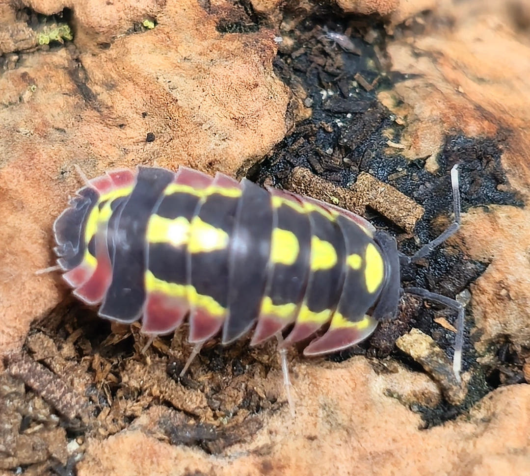 Red Diablo Isopods (Ardentiella sp.)