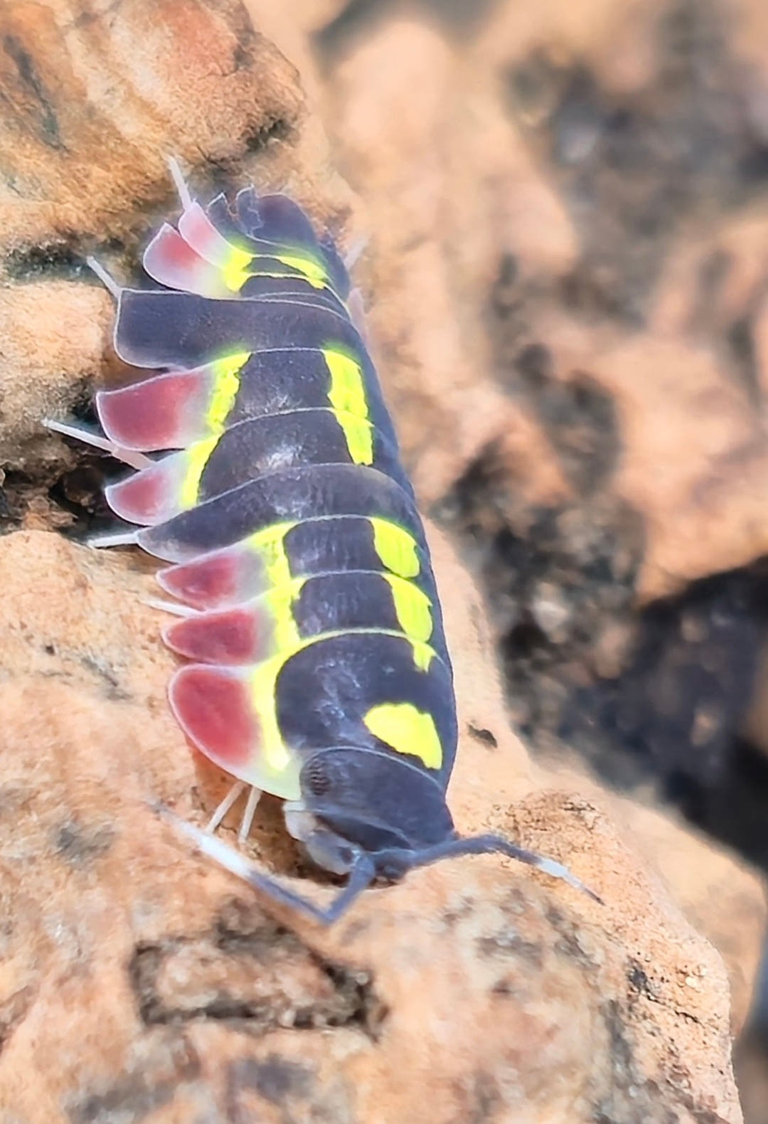 Red Diablo Isopods (Ardentiella sp.)