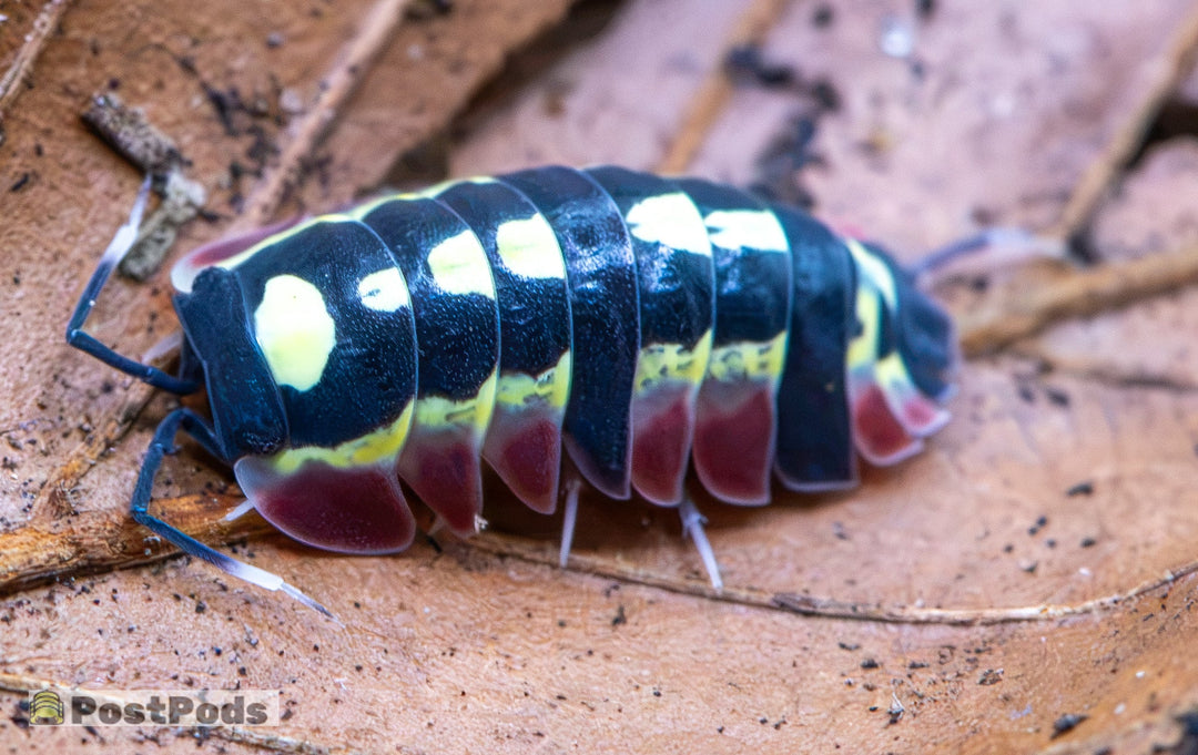 Red Diablo Isopods (Ardentiella sp.) for Sale UK