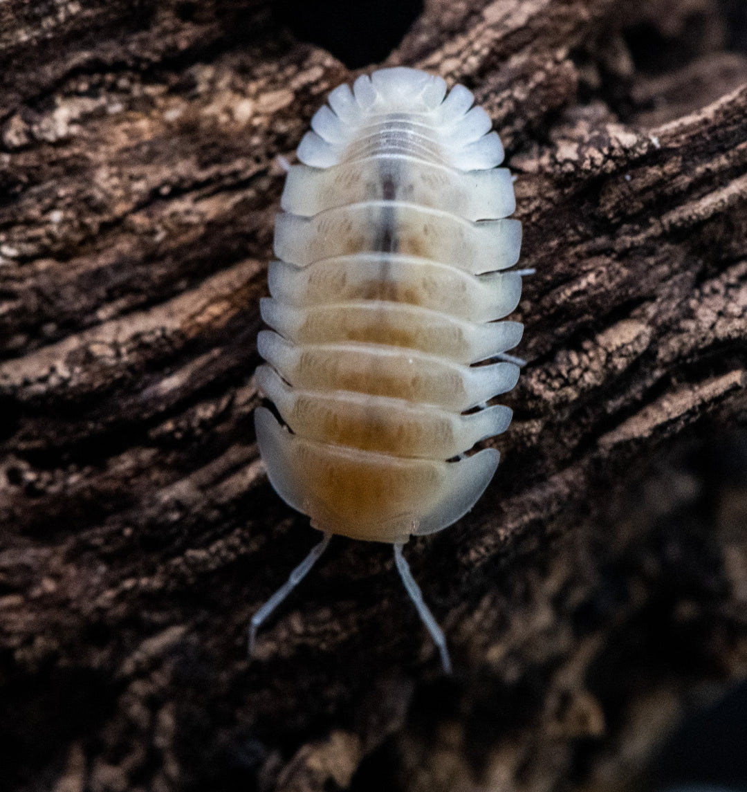 Red Edge Albino &