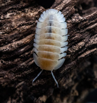 Red Edge Albino 'Andermans Pearl' Isopods (Cubaris sp.)