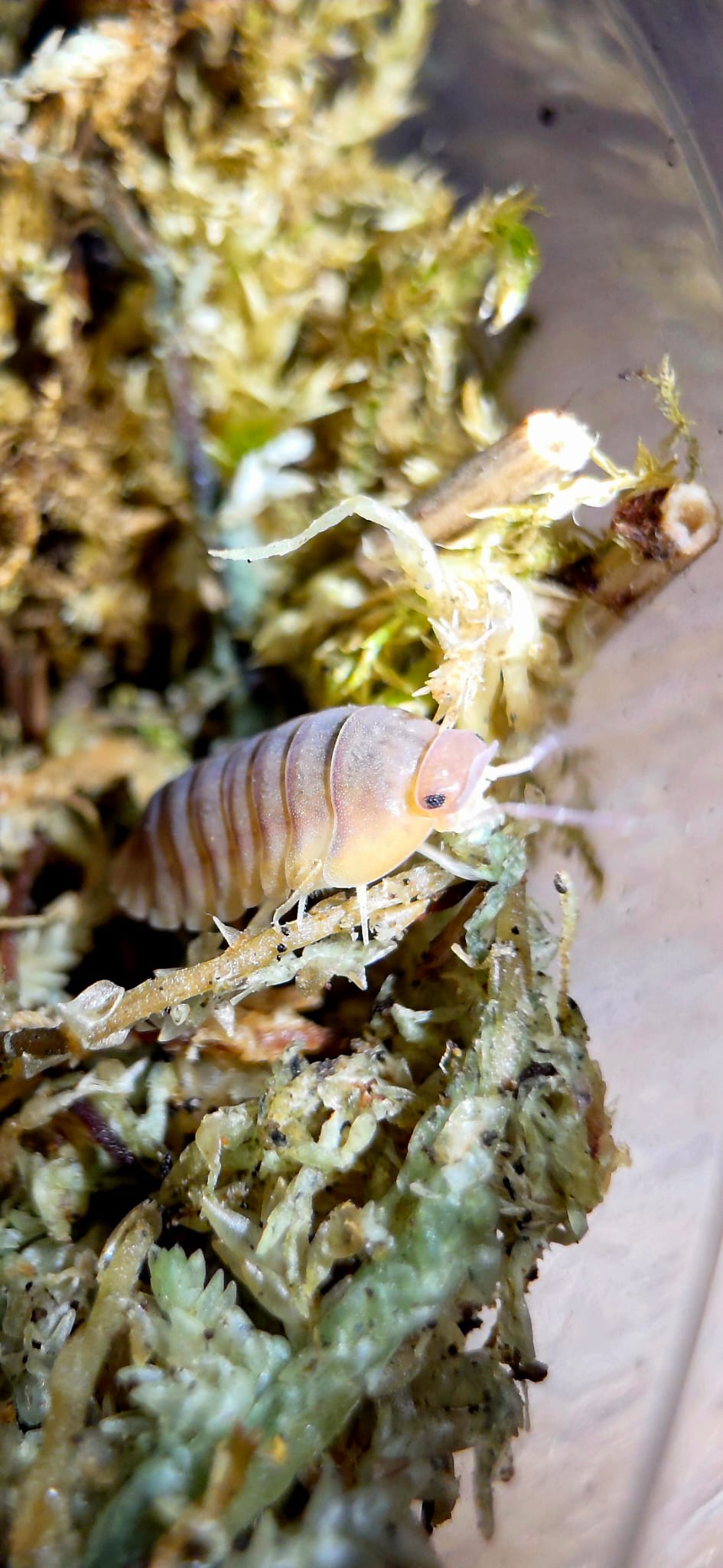 Red Edge Blonde Isopods (Cubaris sp.)