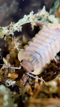 Red Edge Blonde Isopods (Cubaris sp.)