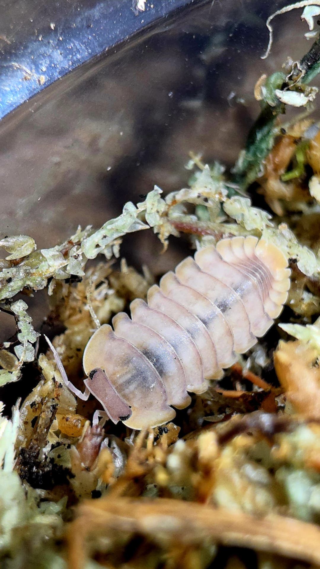 Red Edge Blonde Isopods (Cubaris sp.)