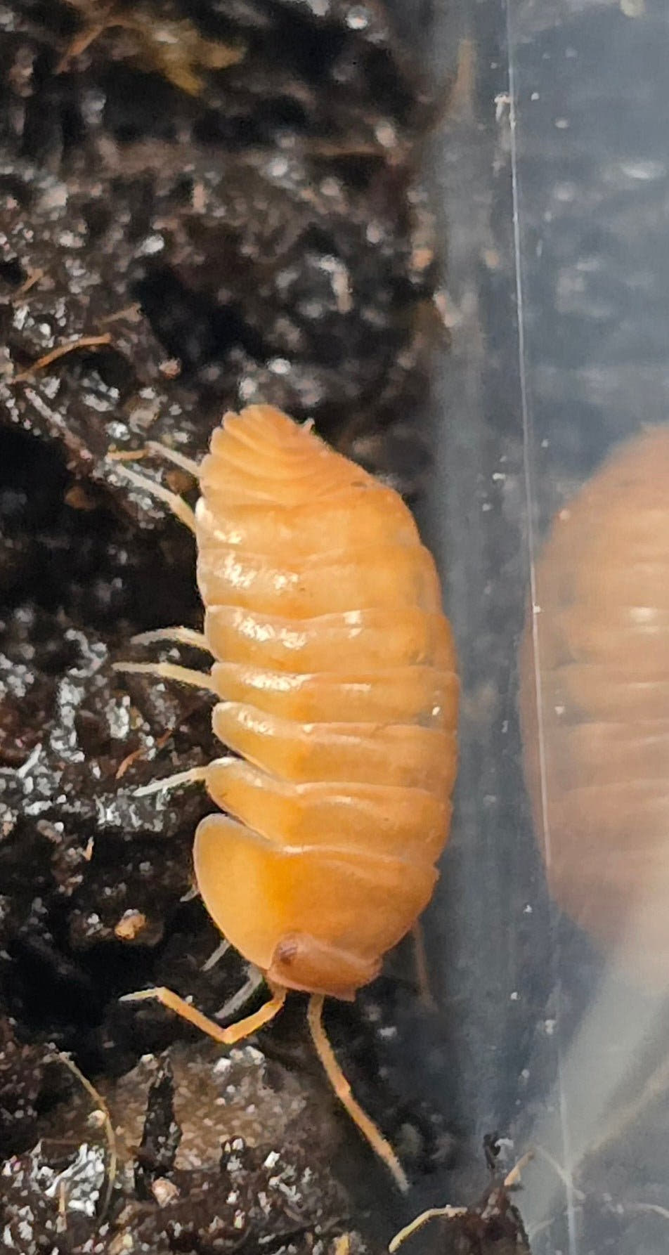Red Edge Orange Isopods (Cubaris sp.)