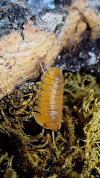 Red Edge Orange Isopods (Cubaris sp.)