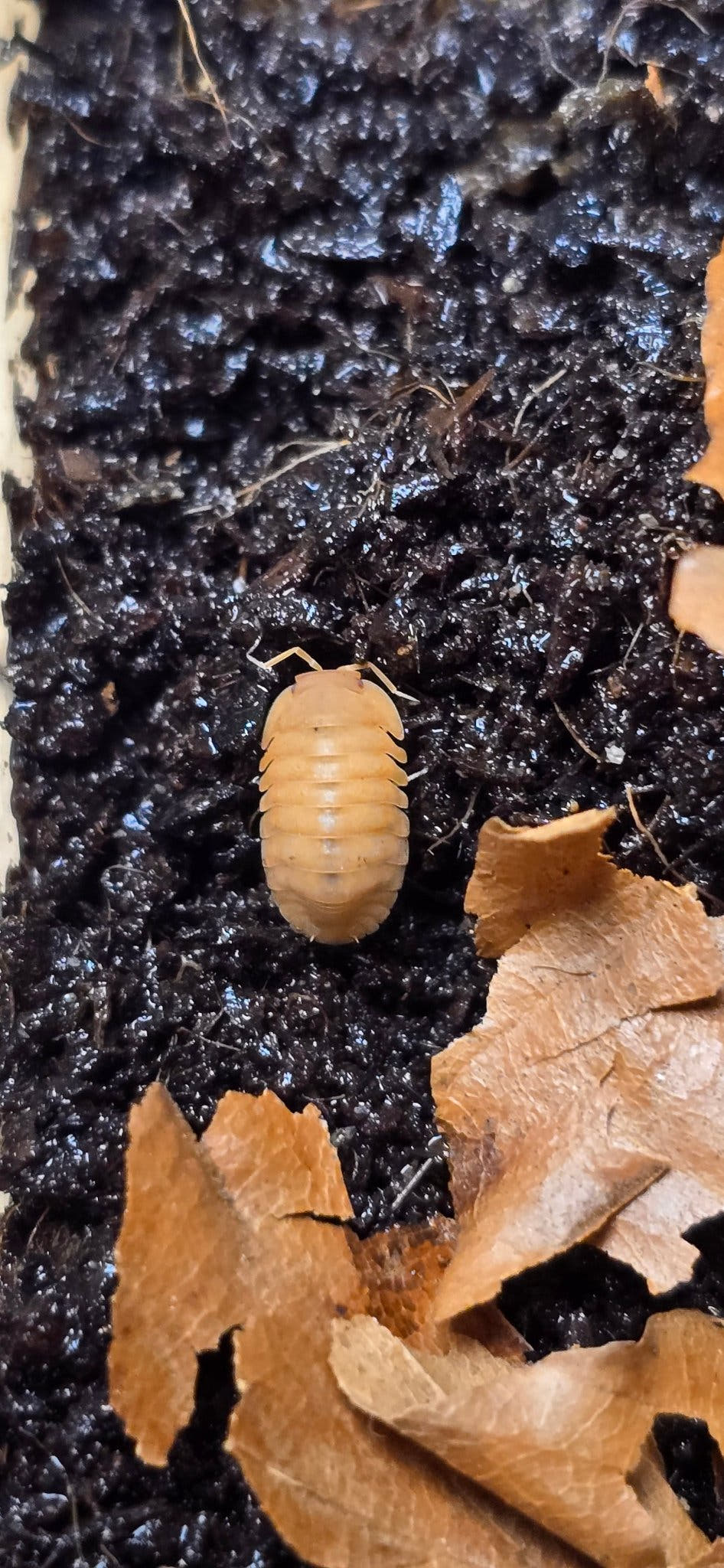 Red Edge Orange Isopods (Cubaris sp.)