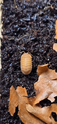 Red Edge Orange Isopods (Cubaris sp.) - Isopods For Sale UK I PostPods