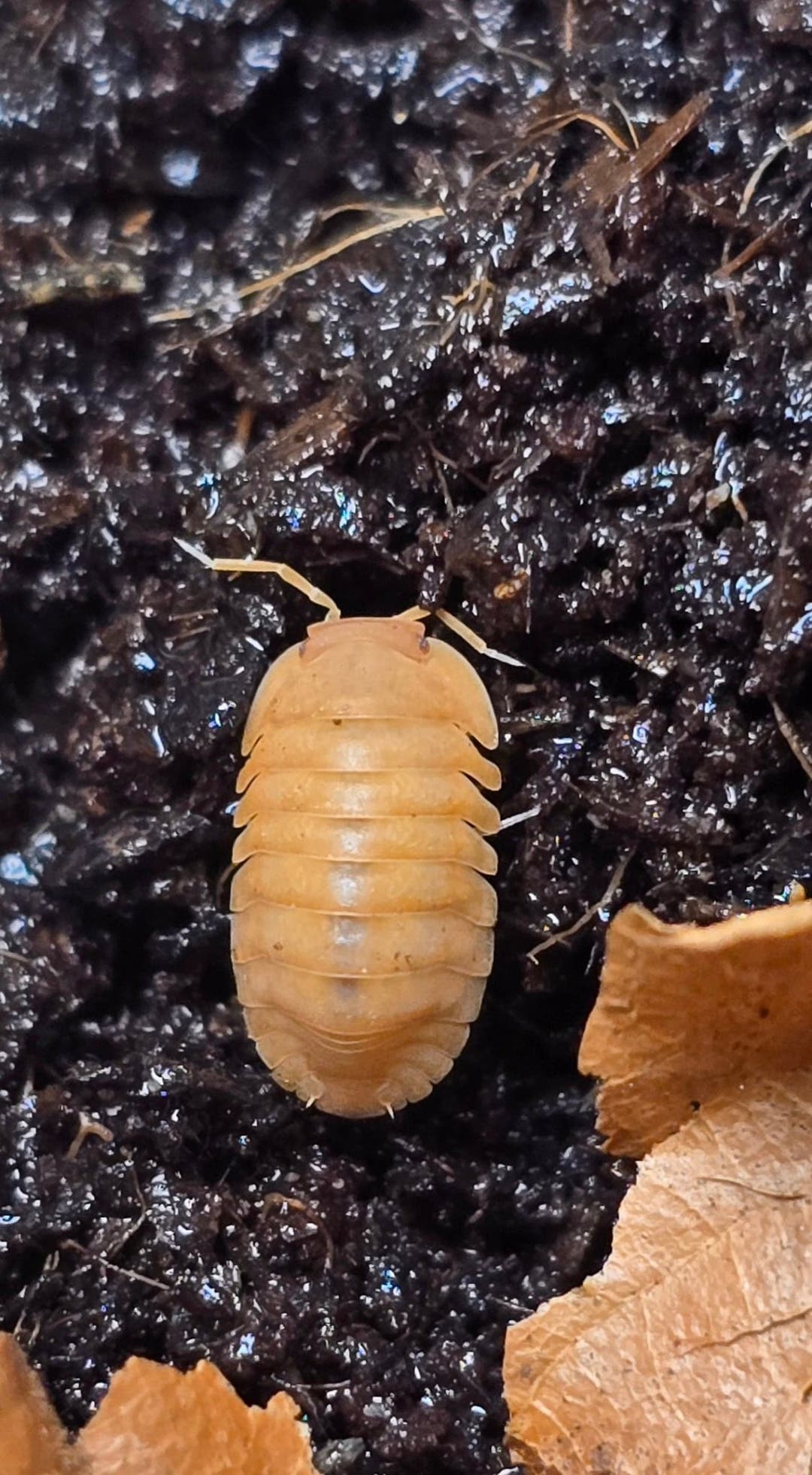 Red Edge Orange Isopods (Cubaris sp.)