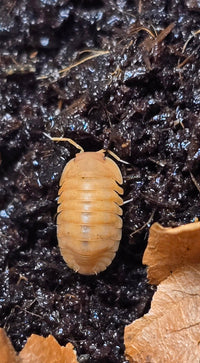 Red Edge Orange Isopods (Cubaris sp.) - Isopods For Sale UK I PostPods