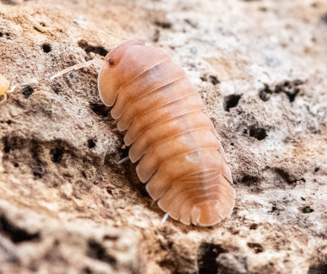 Red Edge Orange Isopods (Cubaris sp.)