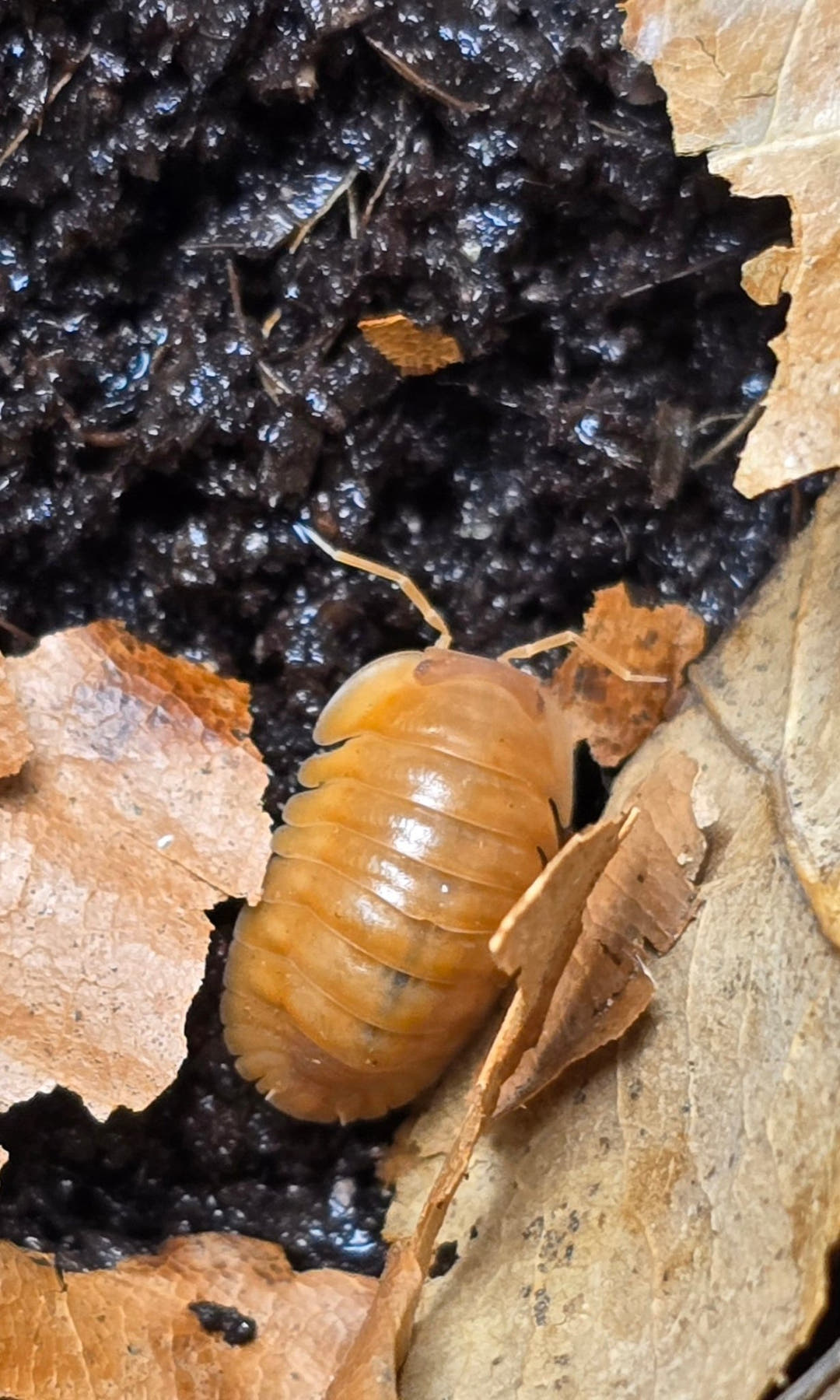 Red Edge Orange Isopods (Cubaris sp.)