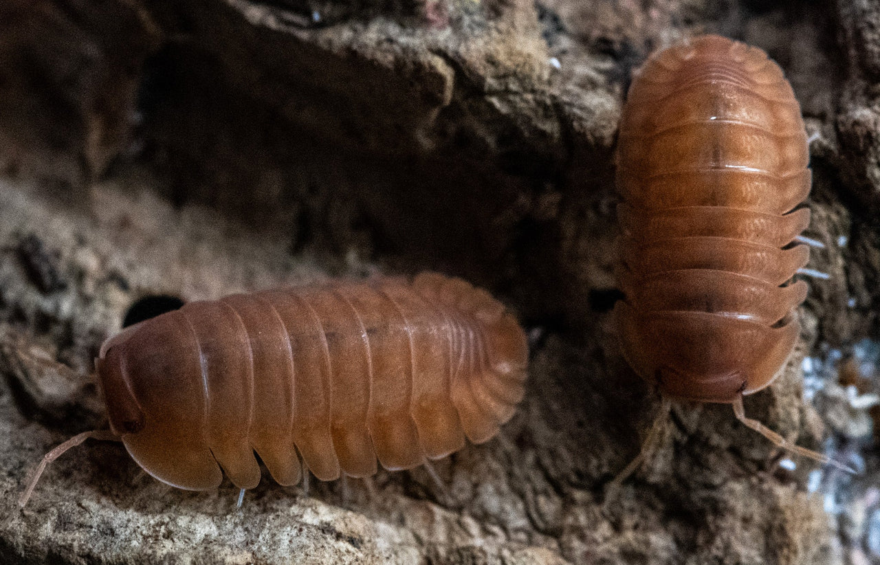 Red Edge Orange Isopods (Cubaris sp.)