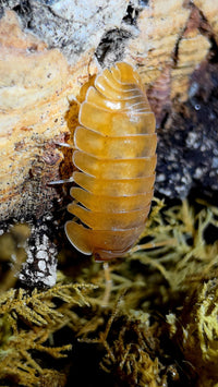 Red Edge Orange Isopods (Cubaris sp.)