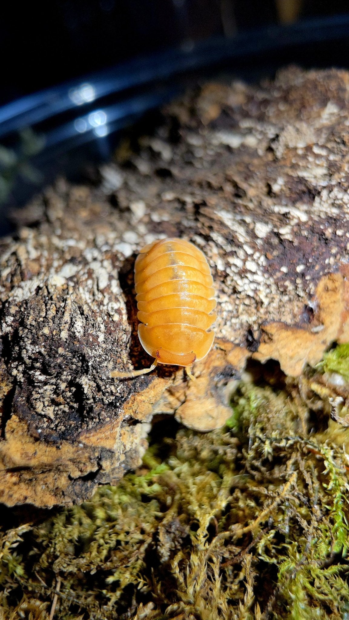 Red Edge Orange Isopods (Cubaris sp.)