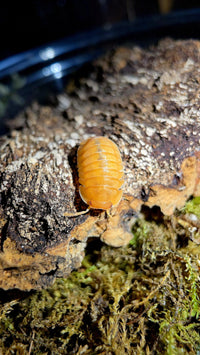 Red Edge Orange Isopods (Cubaris sp.)