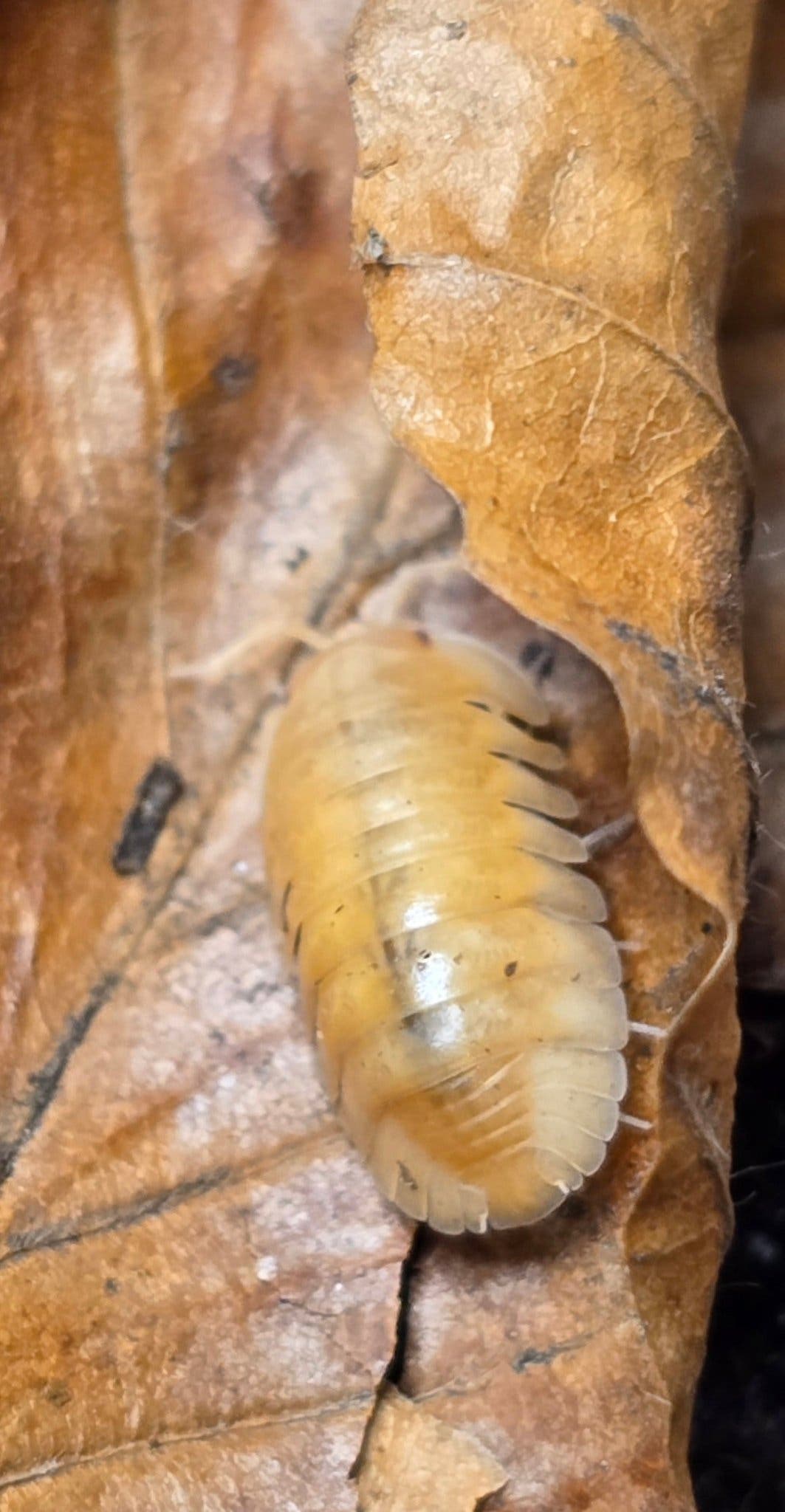 Red Edge Peach Isopods (Cubaris sp.)