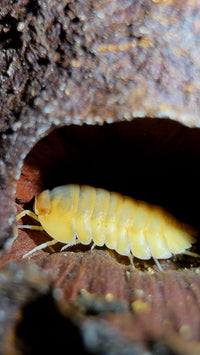 Red Edge Peach Isopods (Cubaris sp.)
