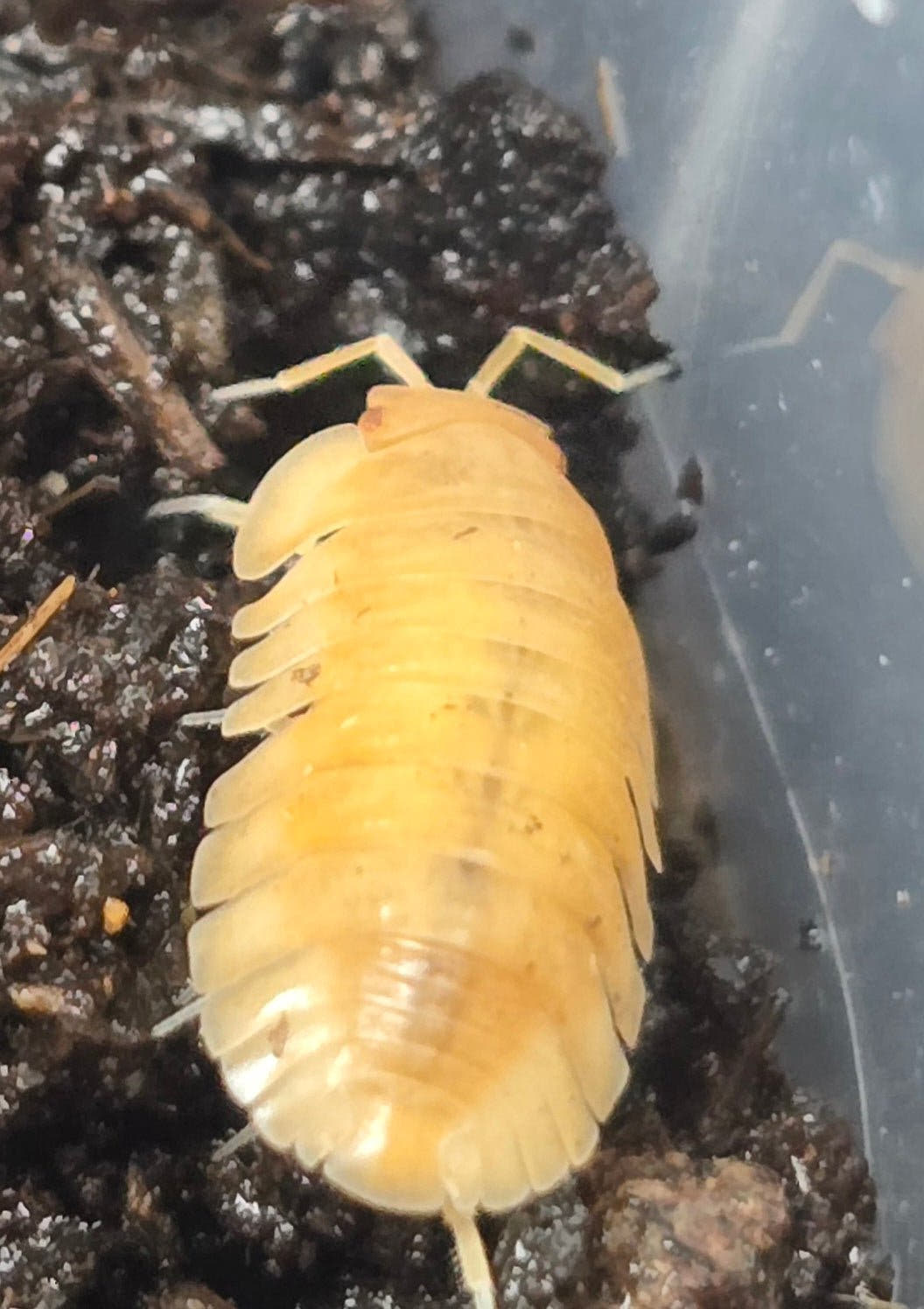 Red Edge Peach Isopods (Cubaris sp.)