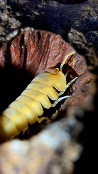 Red Edge Peach Isopods (Cubaris sp.)