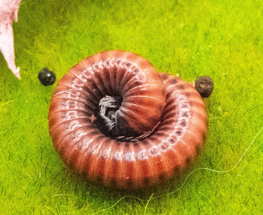 Red fire Millipede (Centrobolus Annulatus)