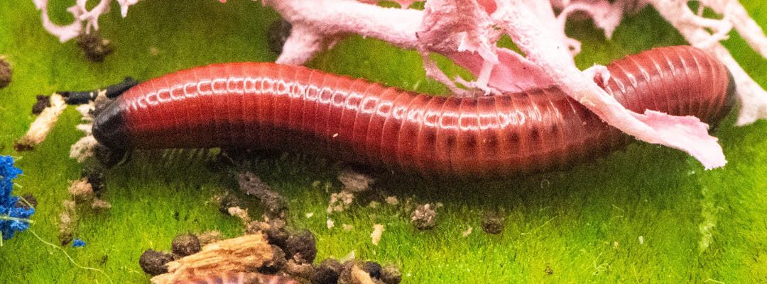 Red fire Millipede (Centrobolus Annulatus)