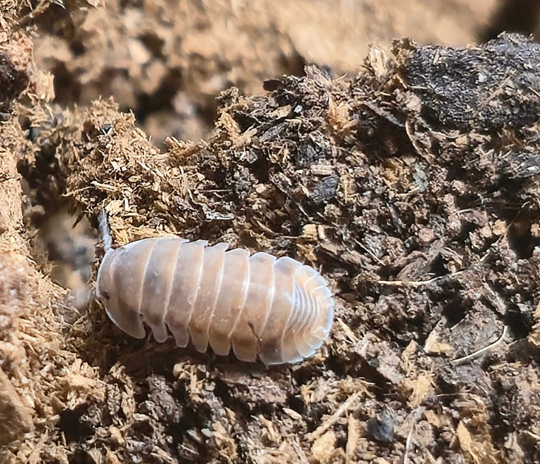 A single pale cream Red Pak Chong isopod, faintly mottled brown, on fibrous brown substrate.
