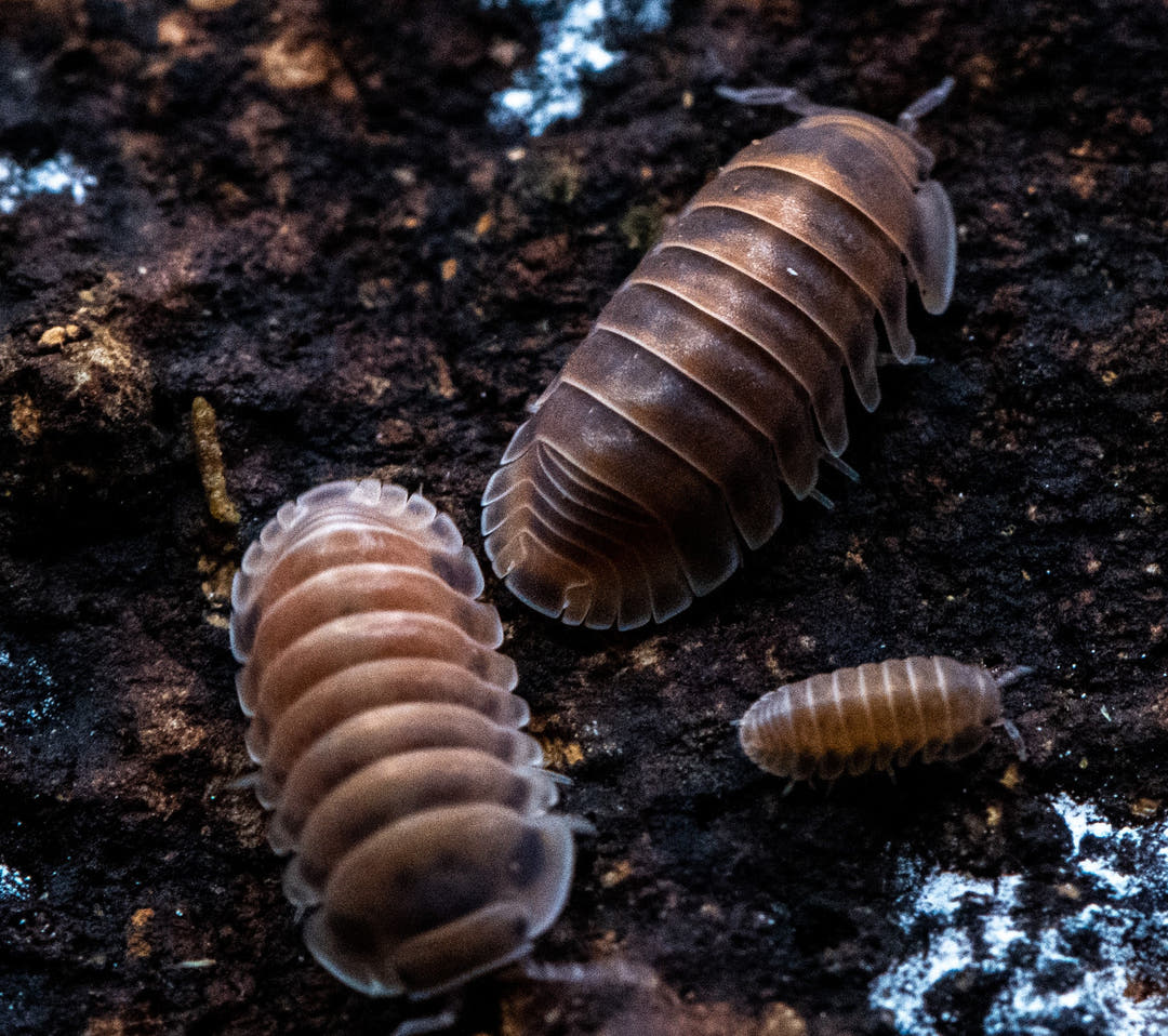 Three Red Pak Chong isopods on dark substrate, two large and brown, one much smaller and orange.