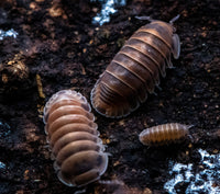 Red Pak Chong Isopods (Cubaris sp.)