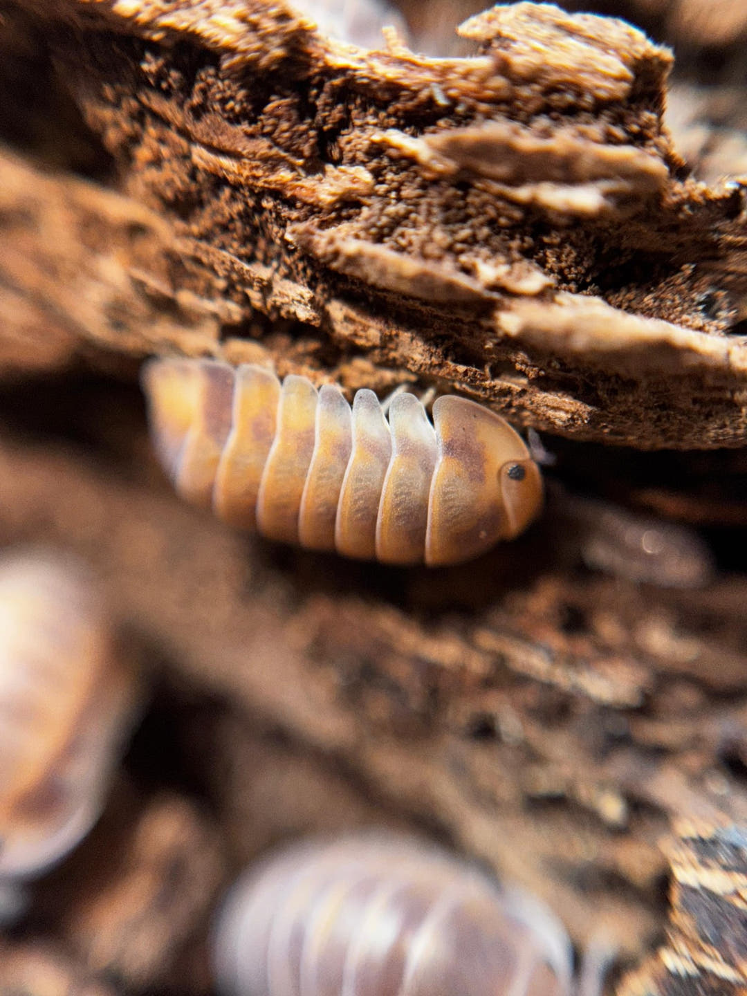 A tan Red Pak Chong isopod marked with purple-brown, on brown crumbling bark with blurred isopods below.