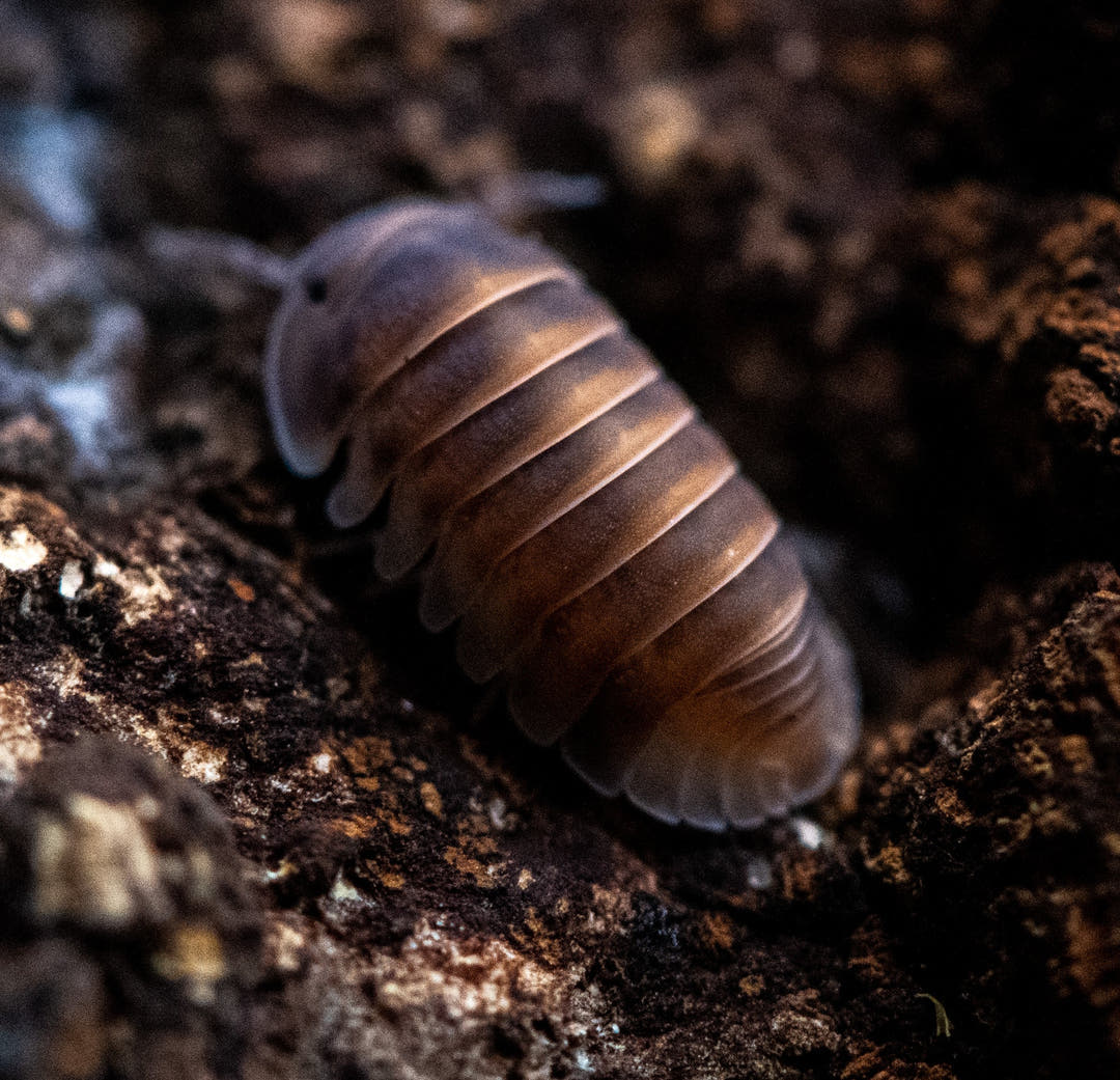 A coppery brown Red Pak Chong isopod with a grey head, on dark textured ground in dim light.