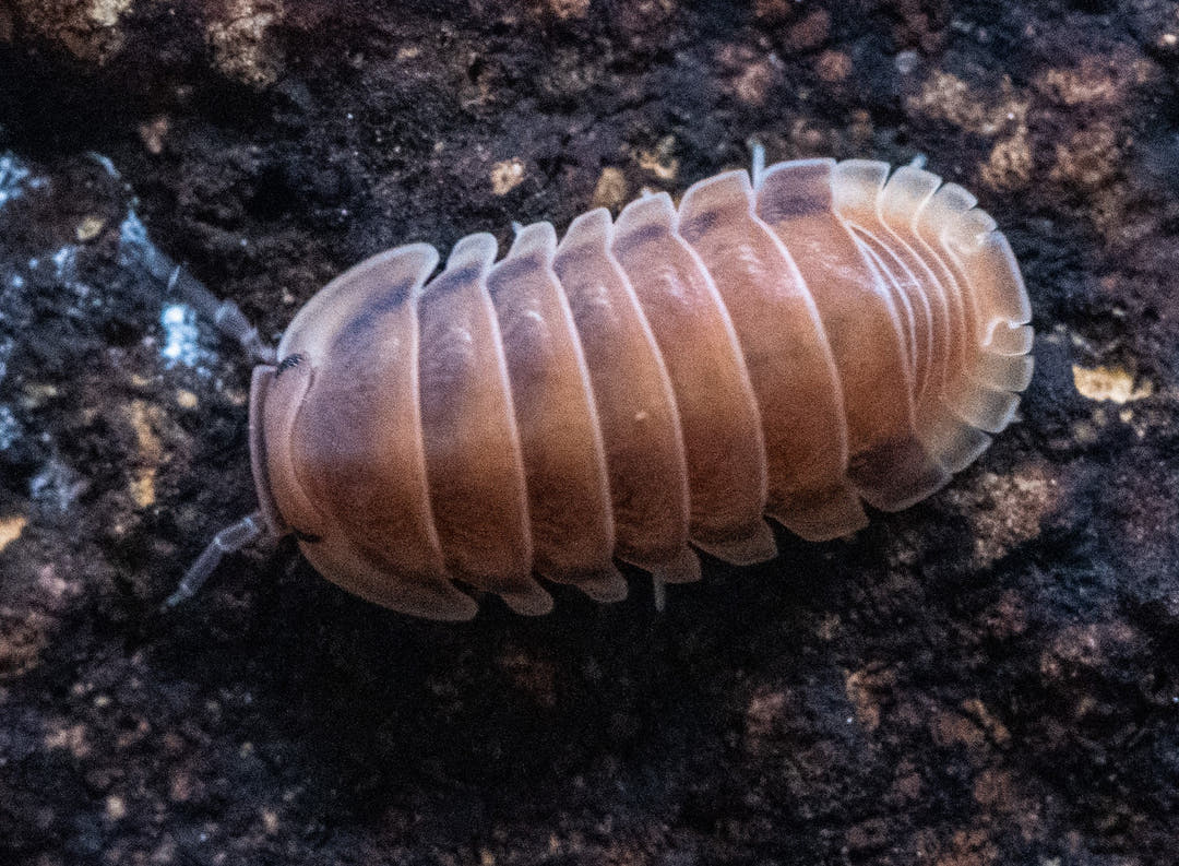 A whole salmon-pink Red Pak Chong isopod with cream segment edges on dark substrate.