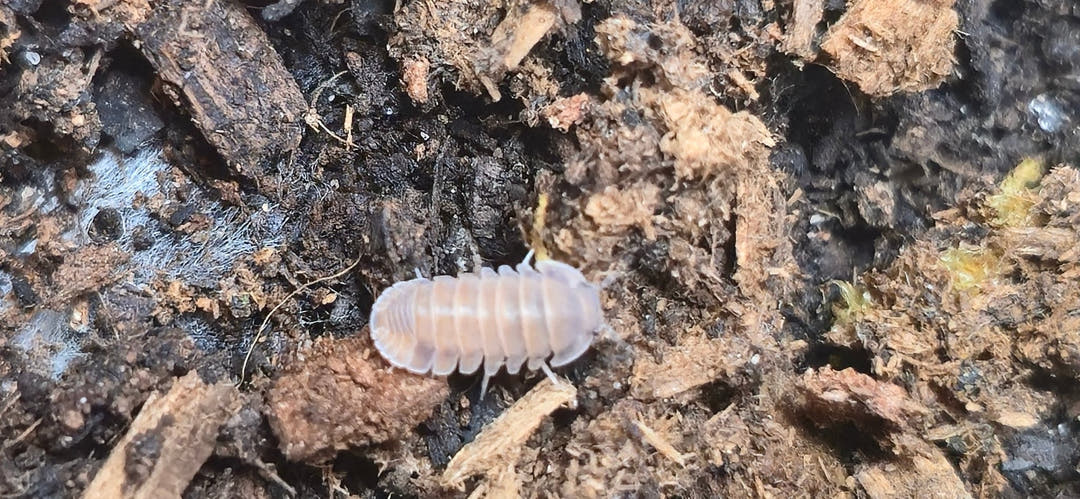 A small pale Red Pak Chong isopod on dark substrate scattered with pieces of bark.