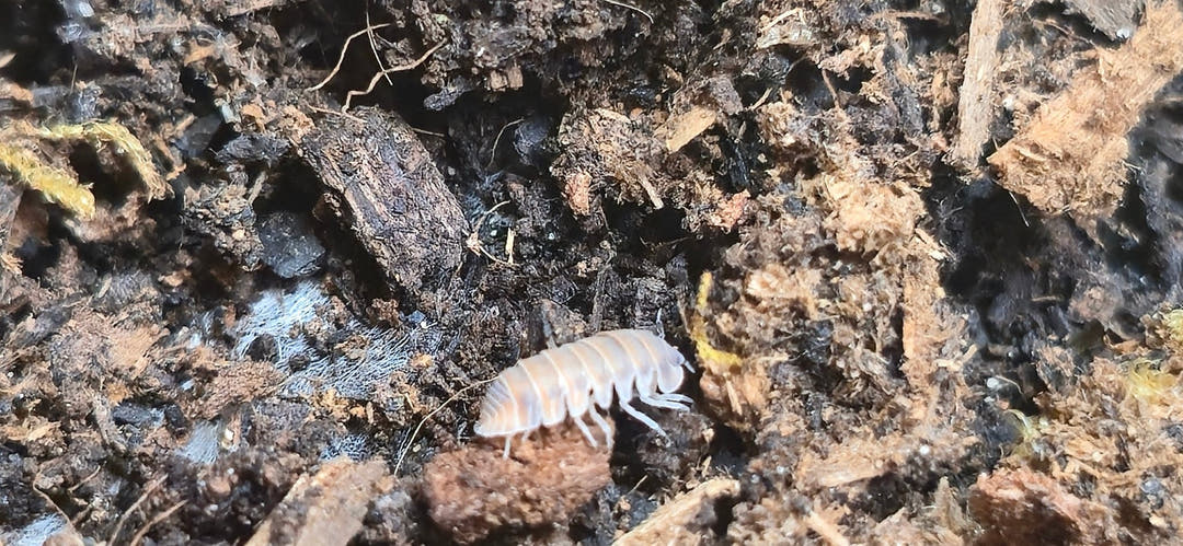 A pale Red Pak Chong isopod on damp dark substrate scattered with bark and wood fragments.