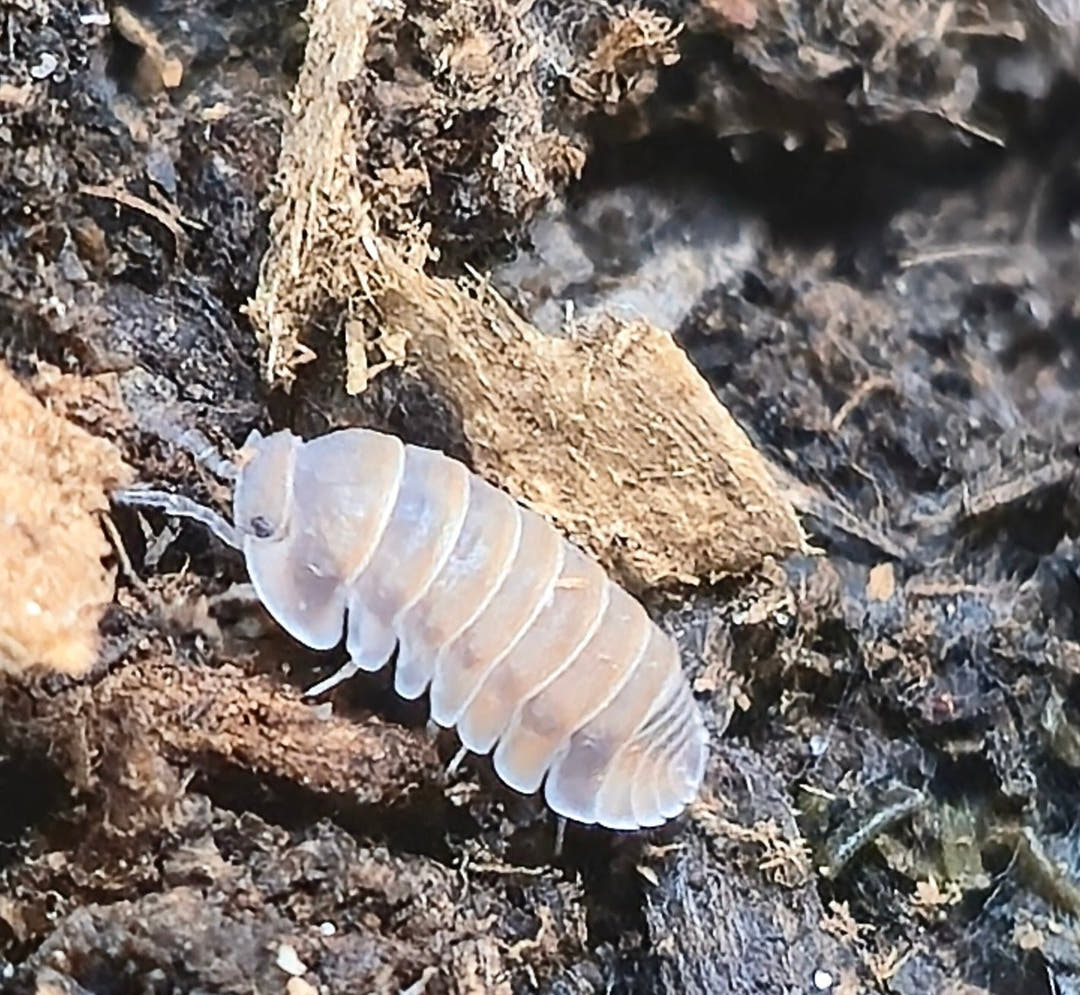 A pale greyish white Red Pak Chong isopod on damp dark substrate beside pale fibrous material.