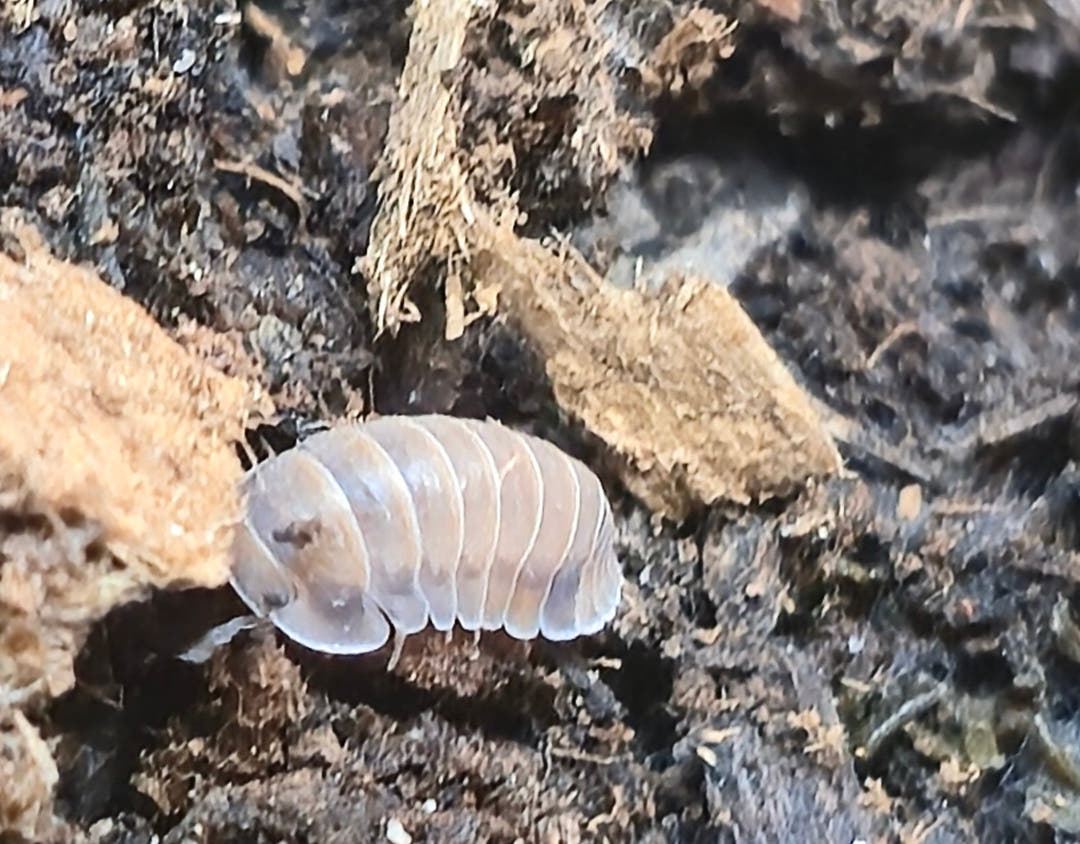 A pale Red Pak Chong isopod between two tan pieces of bark on dark substrate, slightly out of focus.