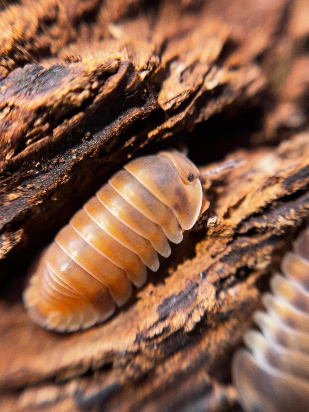 A cream and orange Red Pak Chong isopod on crumbling brown bark, with another partly in view behind it.