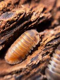 Red Pak Chong Isopods (Cubaris sp.)