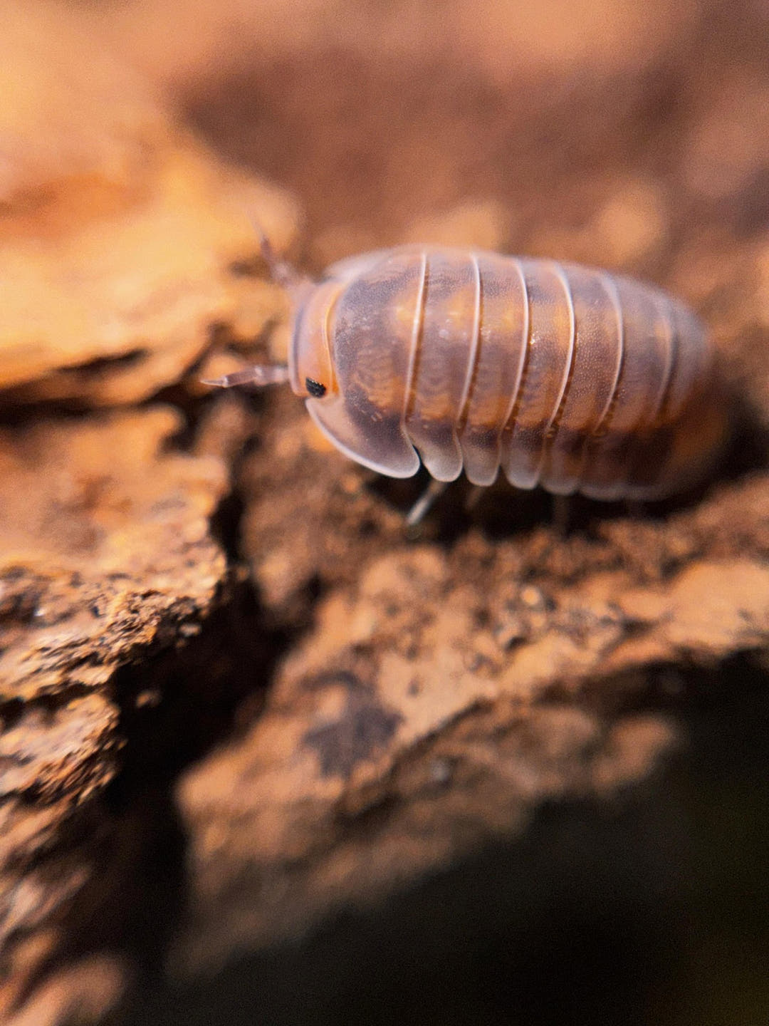 A Red Pak Chong isopod, grey with orange patches and pale antennae, on orange-brown cork bark.