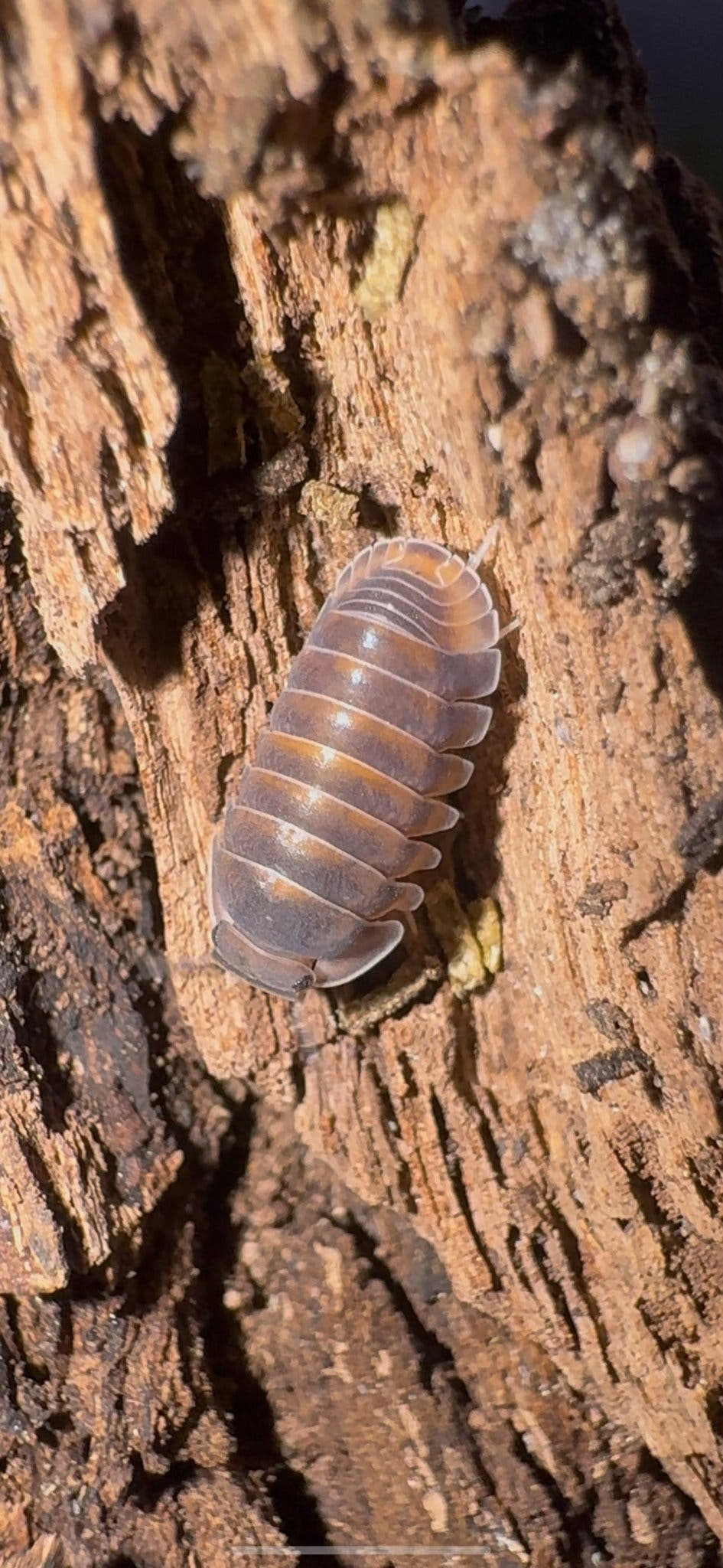 A grey-mauve Red Pak Chong isopod flecked with orange on ridged red-brown bark with yellow lichen.