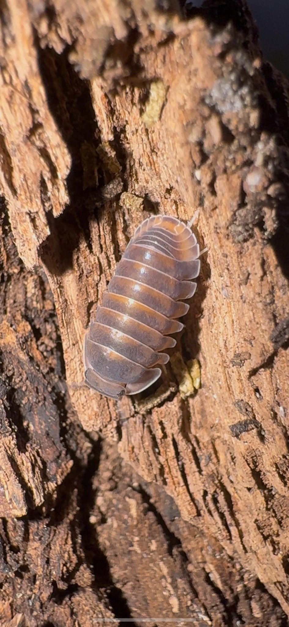 Red Pak Chong Isopods (Cubaris sp.)