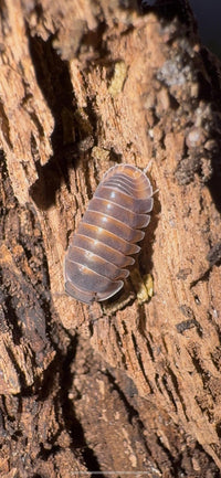 Red Pak Chong Isopods (Cubaris sp.)