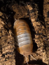 Red Panda King Isopods (Cubaris sp.)