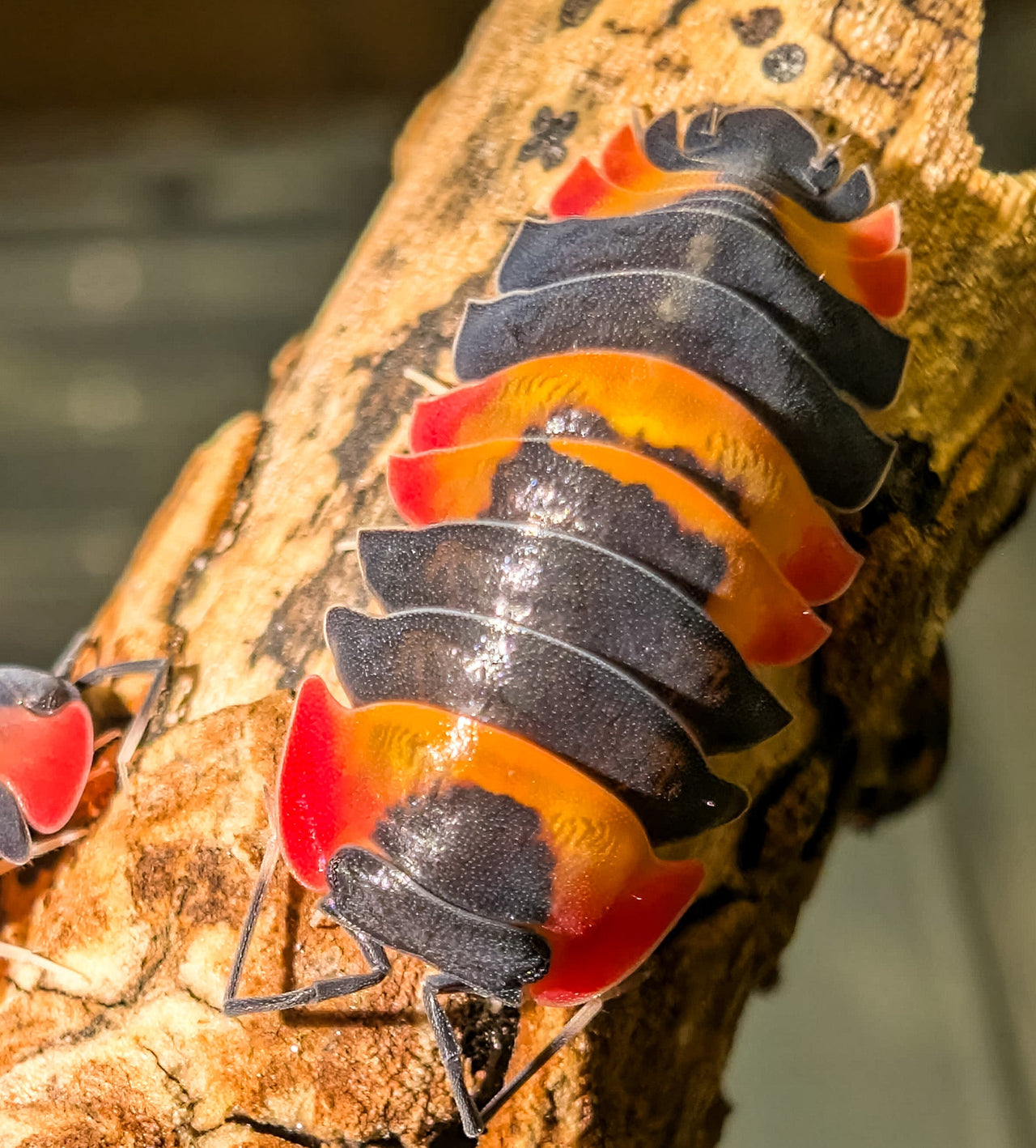 Red Phoenix Isopods (Ardentiella sp.)