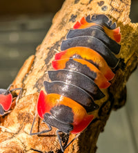 Red Phoenix Isopods (Ardentiella sp.)